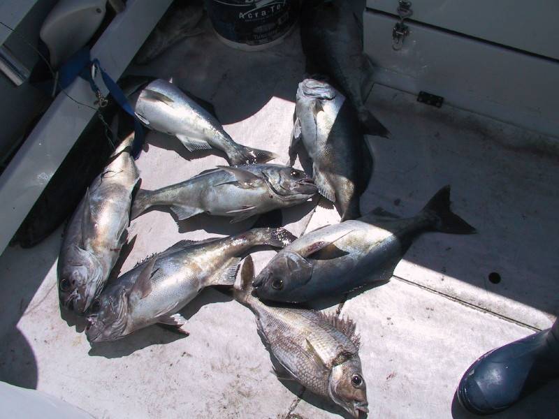 just something to do in tassie