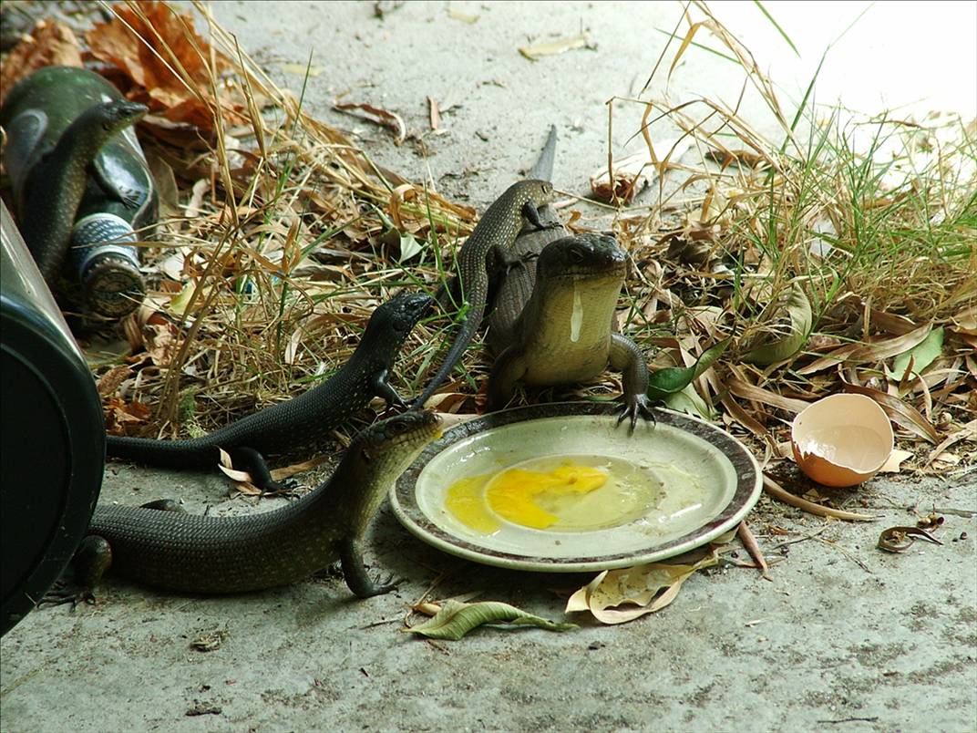 Reptillian Shapeshifters