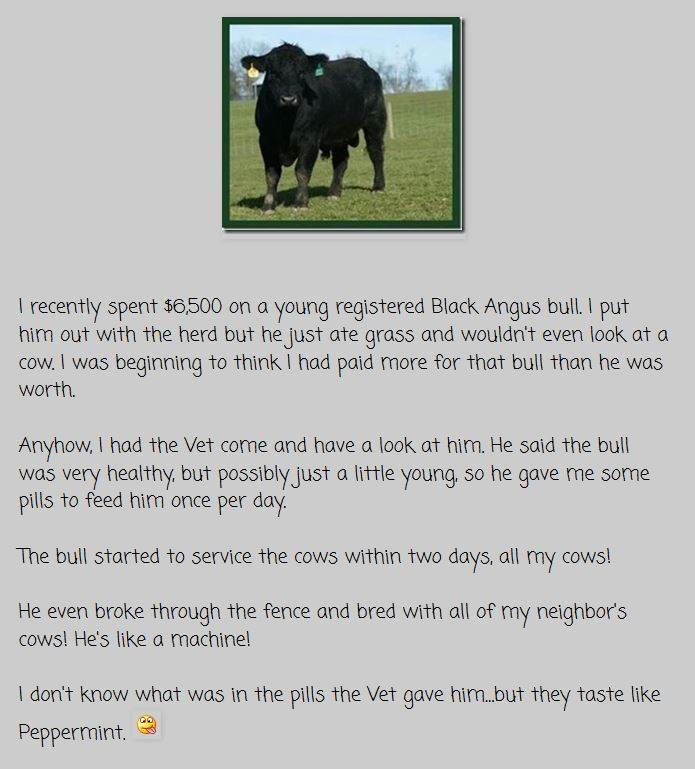 bull medicine