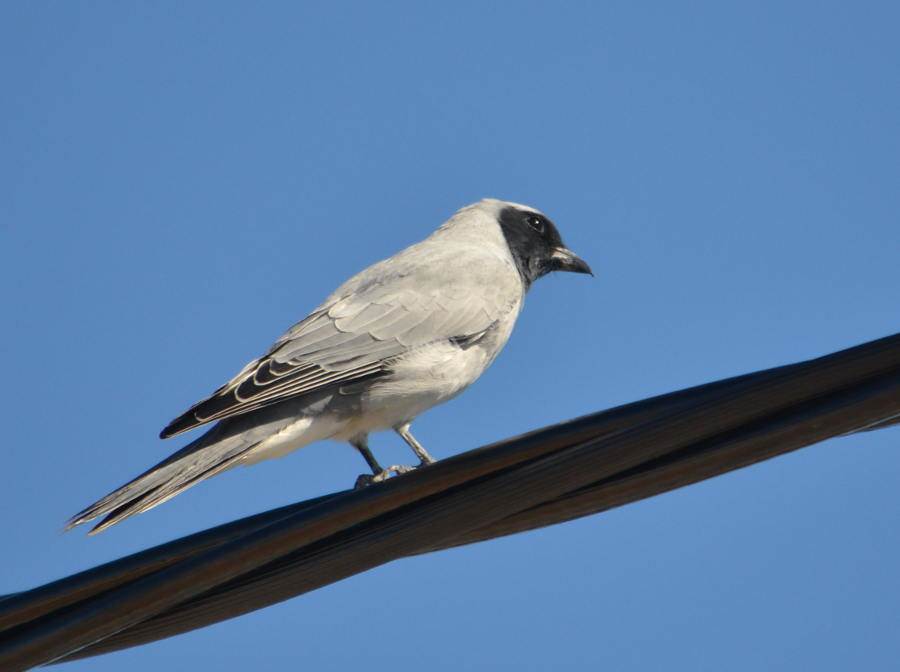 cuckoo shrike