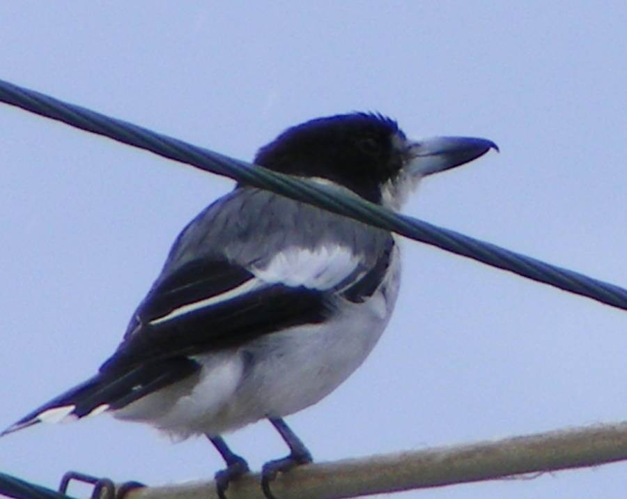 butcher bird