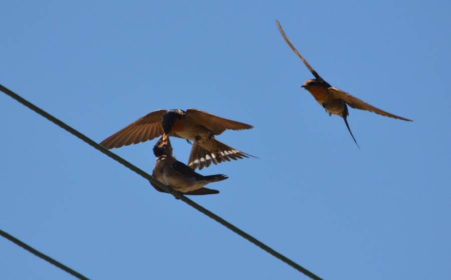 feeding swallows