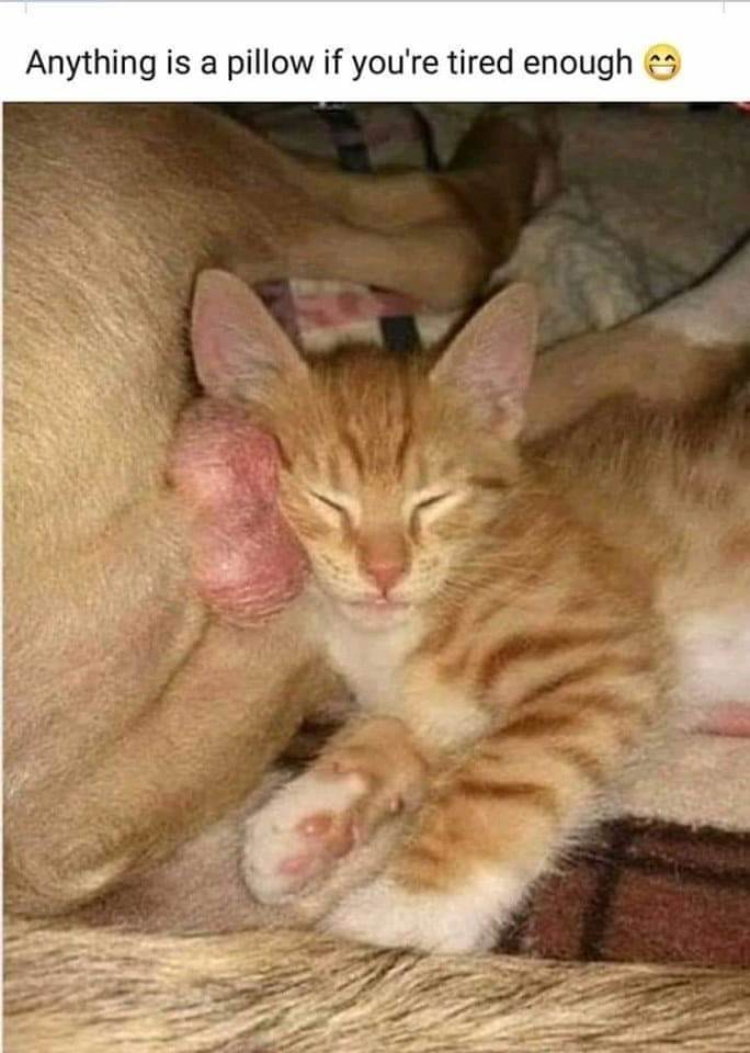 FB IMG 1562596347746