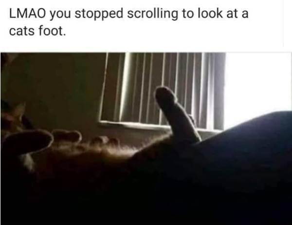Cats Foot