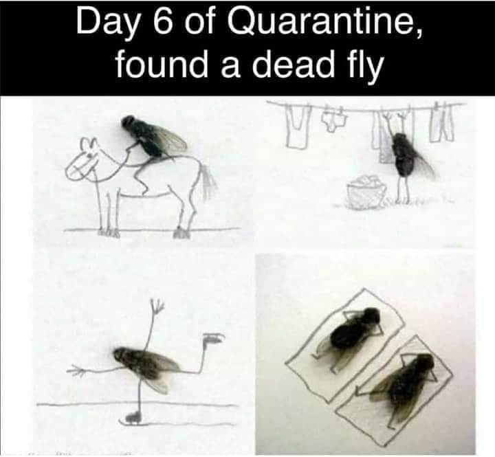 dead fly