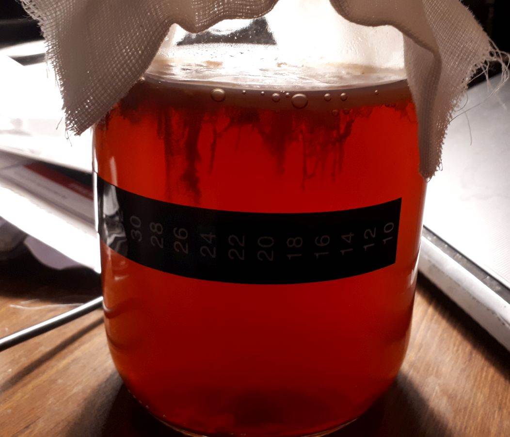 Kombucha 1