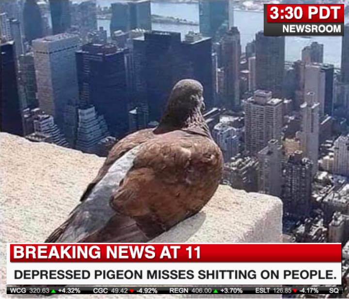 pigeon