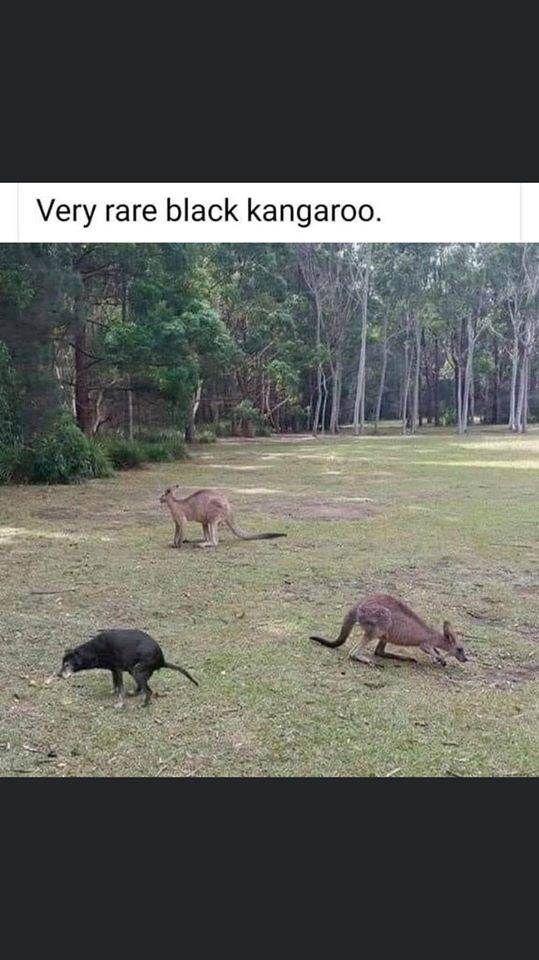kangaroo