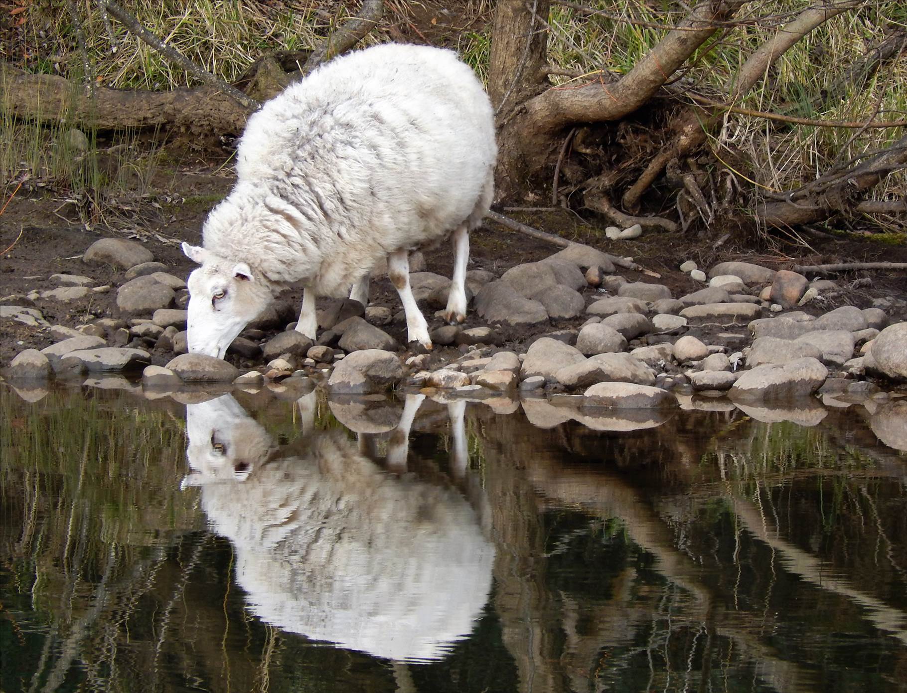 once a jolly jumbuck