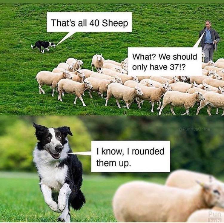 Sheep