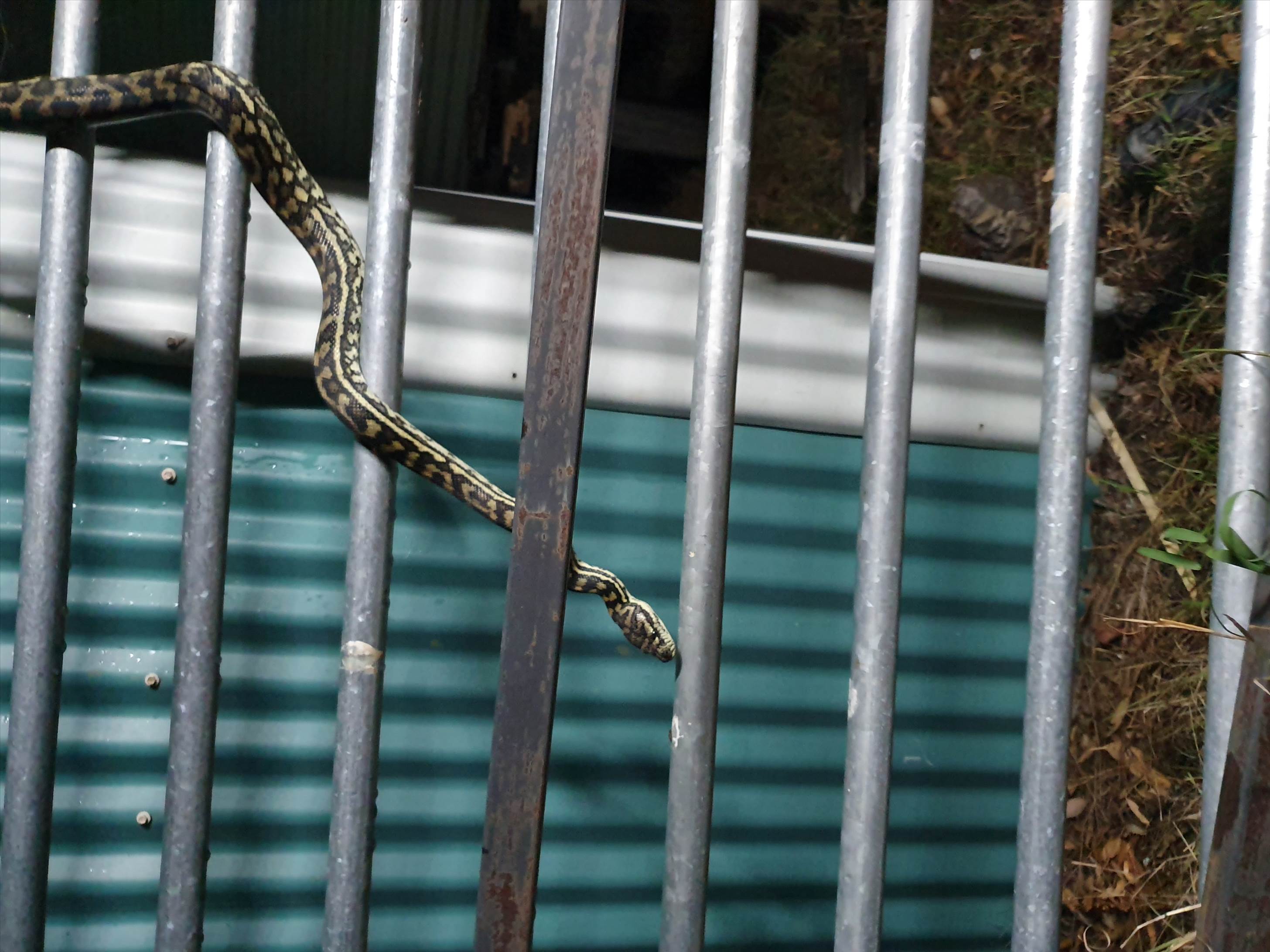 Snake at Nutgrove 02 20201215193541