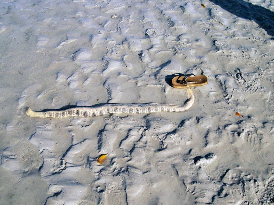 Sea Snake - Town Beach - Broome
