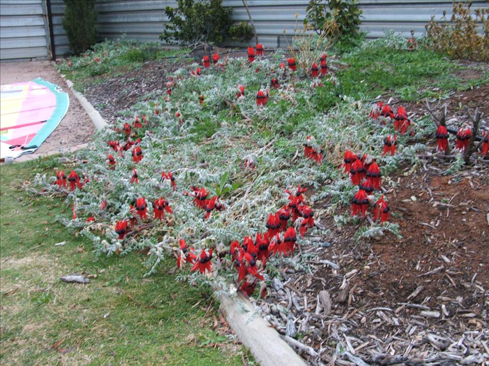 FIRST ATTEMPT AT GROWING STURT PEAS
