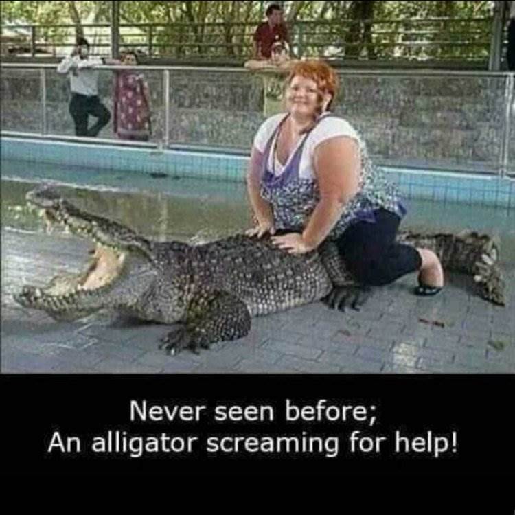 aligator