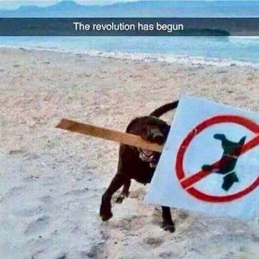 the revolution