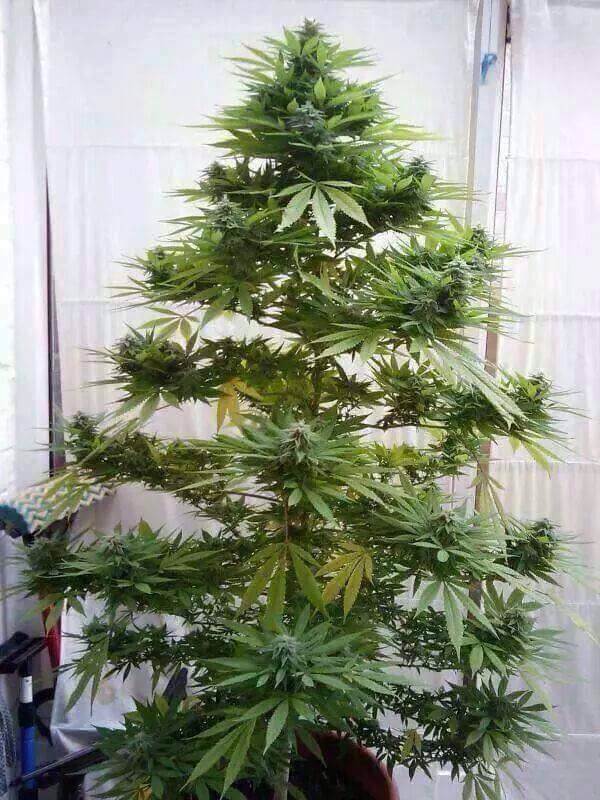 xmas tree