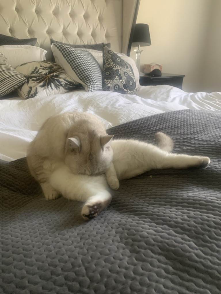 When you're licking your balls and you fall asleep