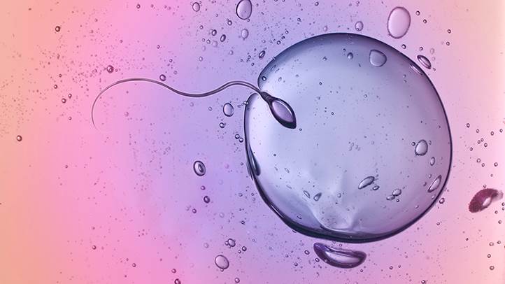 How-Fertilization-Happens-722x406