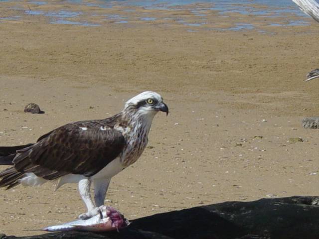 osprey feeding