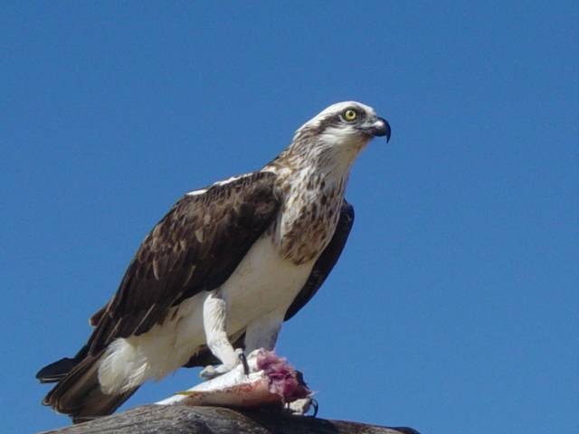 osprey feeding