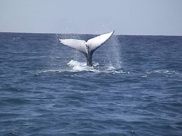 whale tail