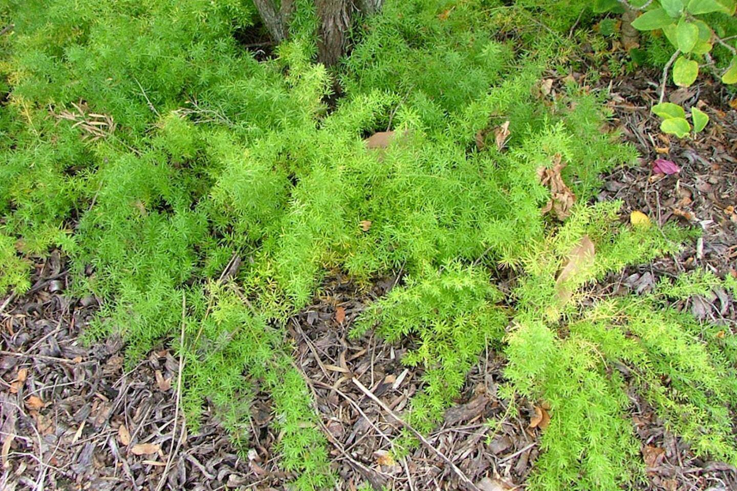 1629162711-asparagusaethiopicussprengeri8