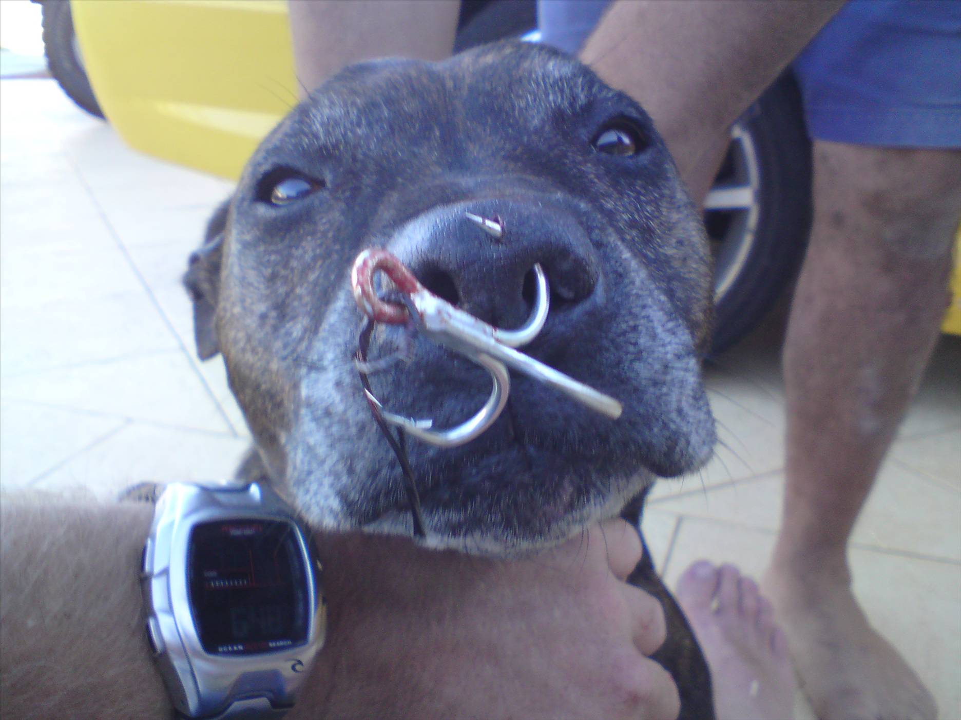 Deezels little mishap