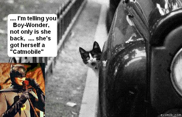 cat out of car