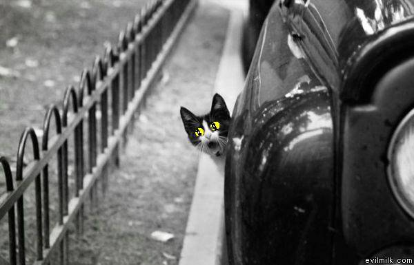 cat out of car 2