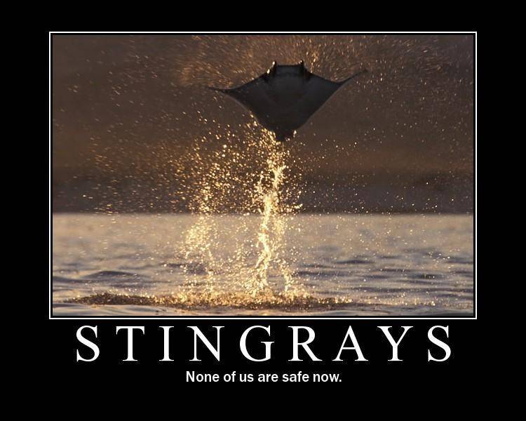 stingrays
