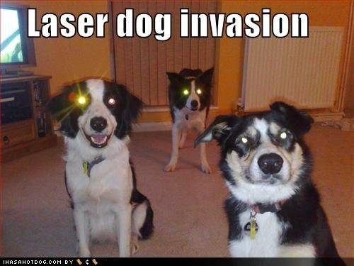 Lazer dogs