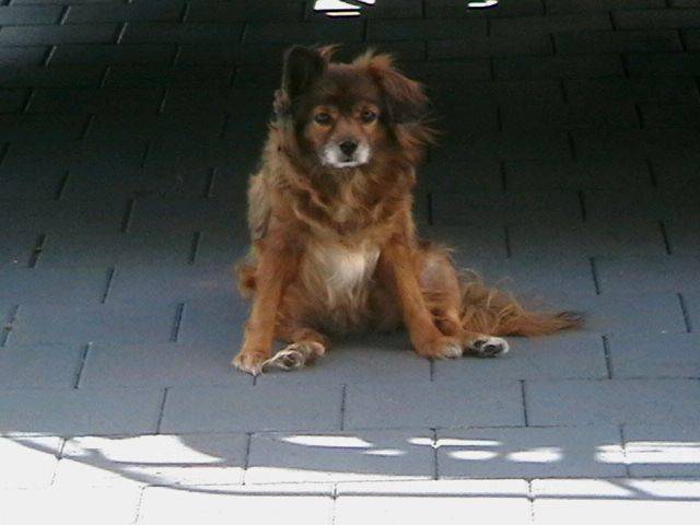 Miki---------------------