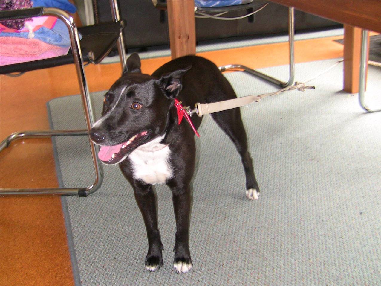 Found female black dog - Fremantle area