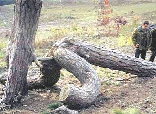 WhereTreesComeFrom[1]