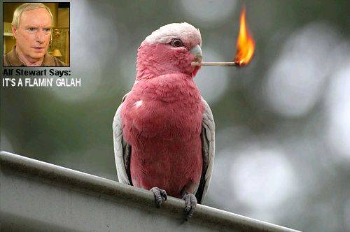 Flamin-galah[1]