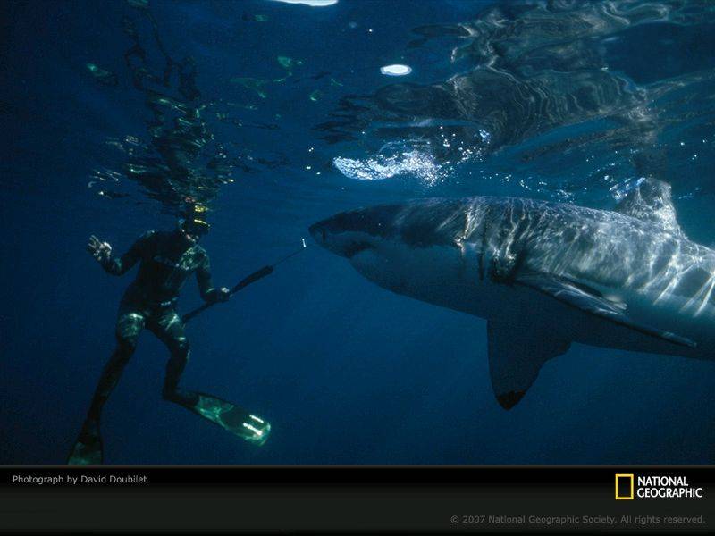 great-white-and-diver-649471-sw