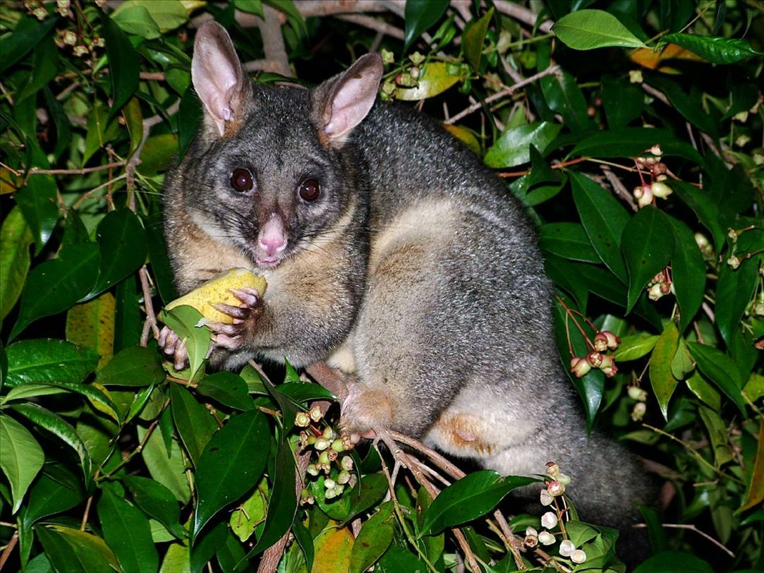 Pweet's cat.  I can't get it to eat cat food.  All it will eat is fruit.