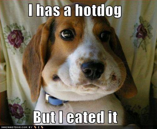 fc25595 wtf-funny-dog-pictures-i-has-a-hotdog-but-i-eated-