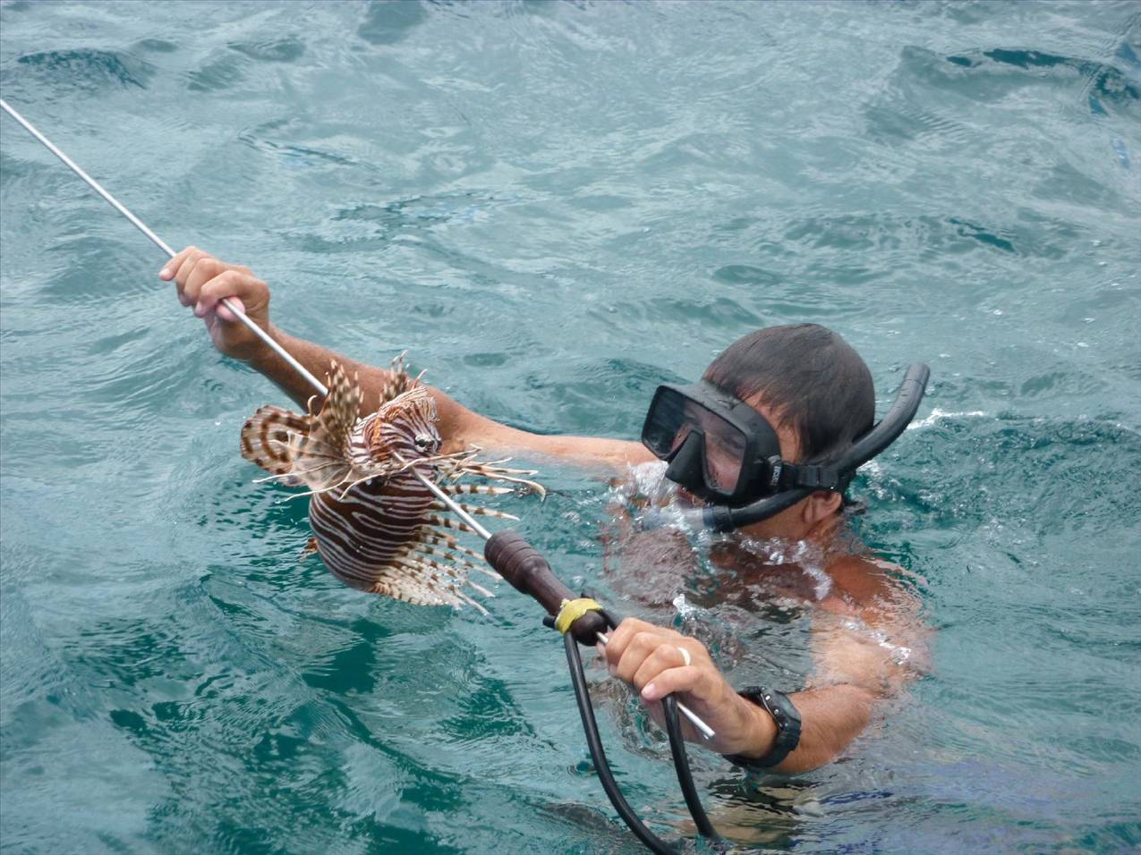 Lionfish on a spear courtesy, yours truly