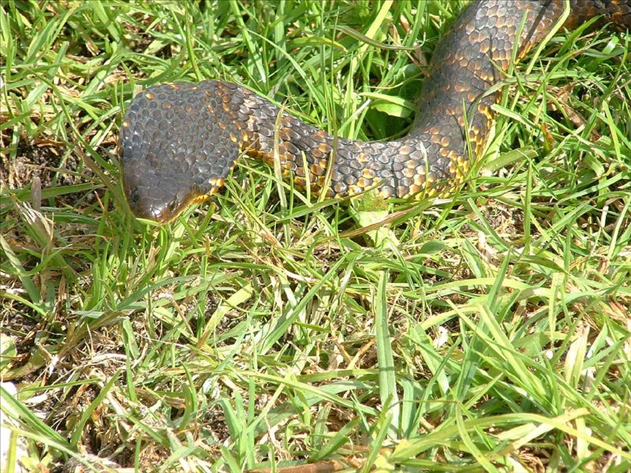 Snakes Alive!  Tiger tiger burning bright.