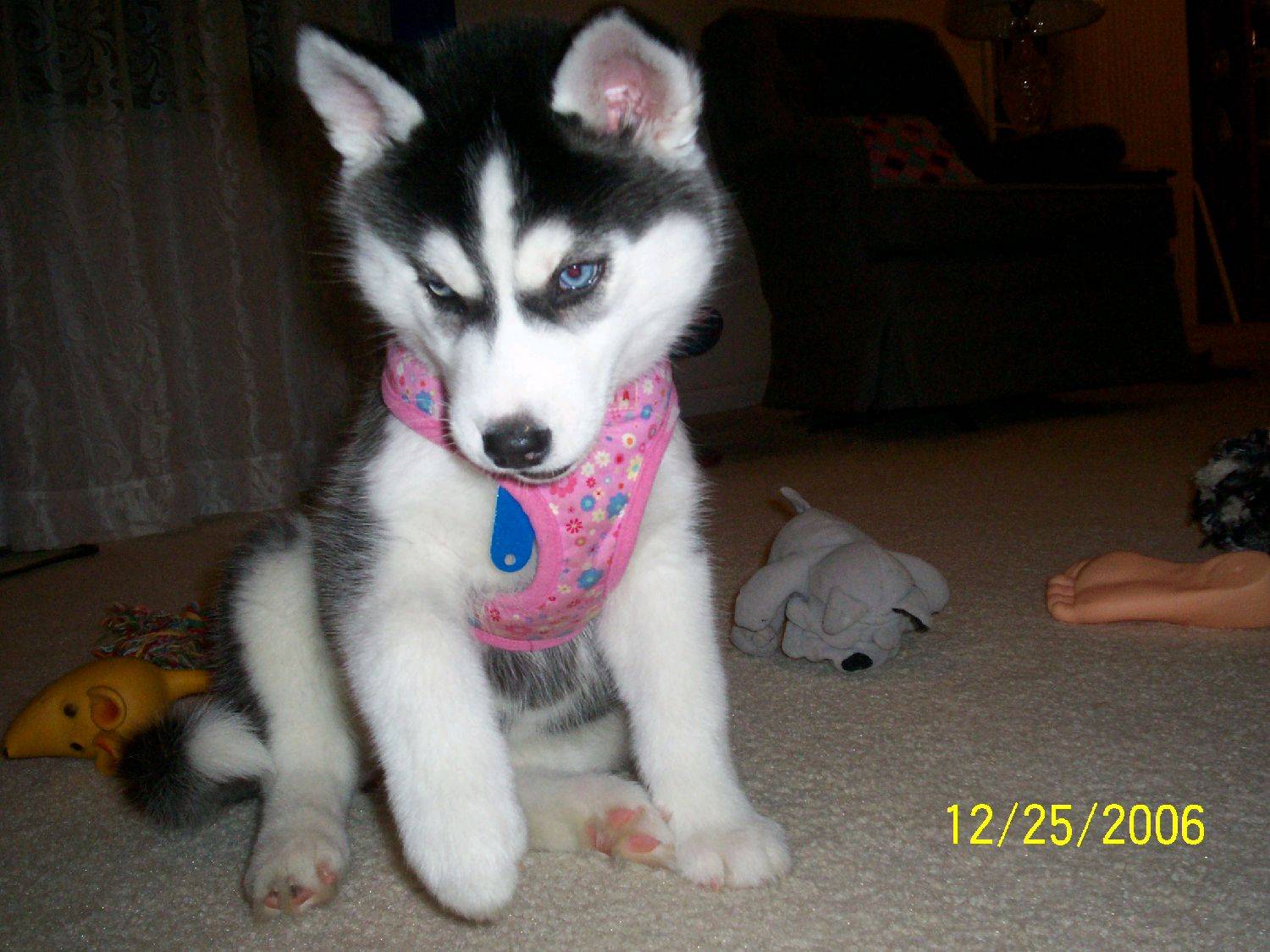 Evil Puppy for Doggie