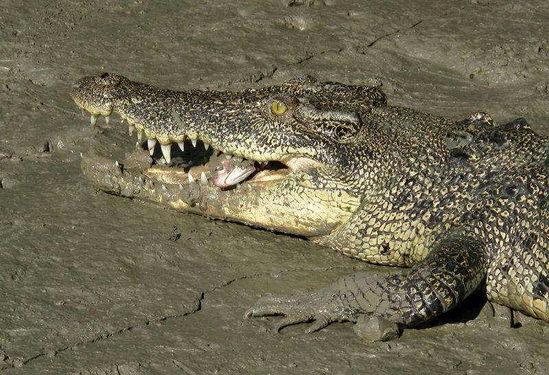 Estuarine Crocodile eating a salmon