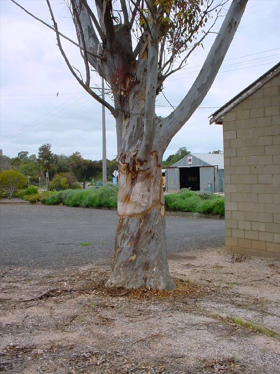 Galah ringbarks red gum 006