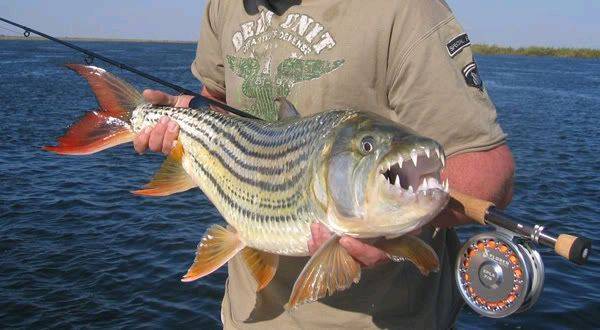 ZambeziTigerfish