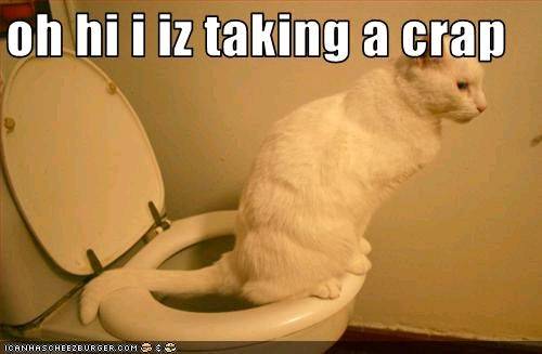 128823912254704980.jpgccrapping cat