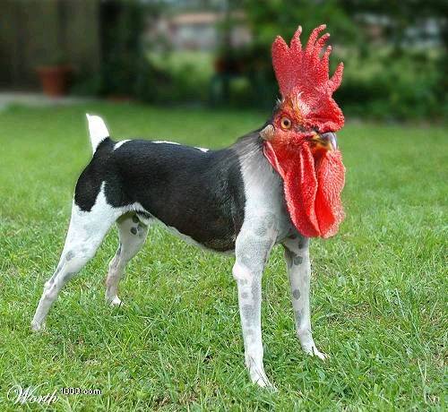 cockdog