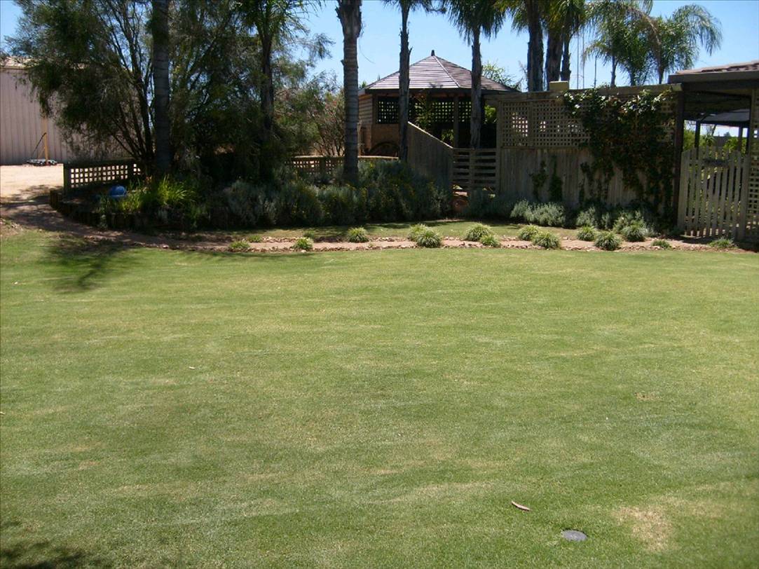 lawn