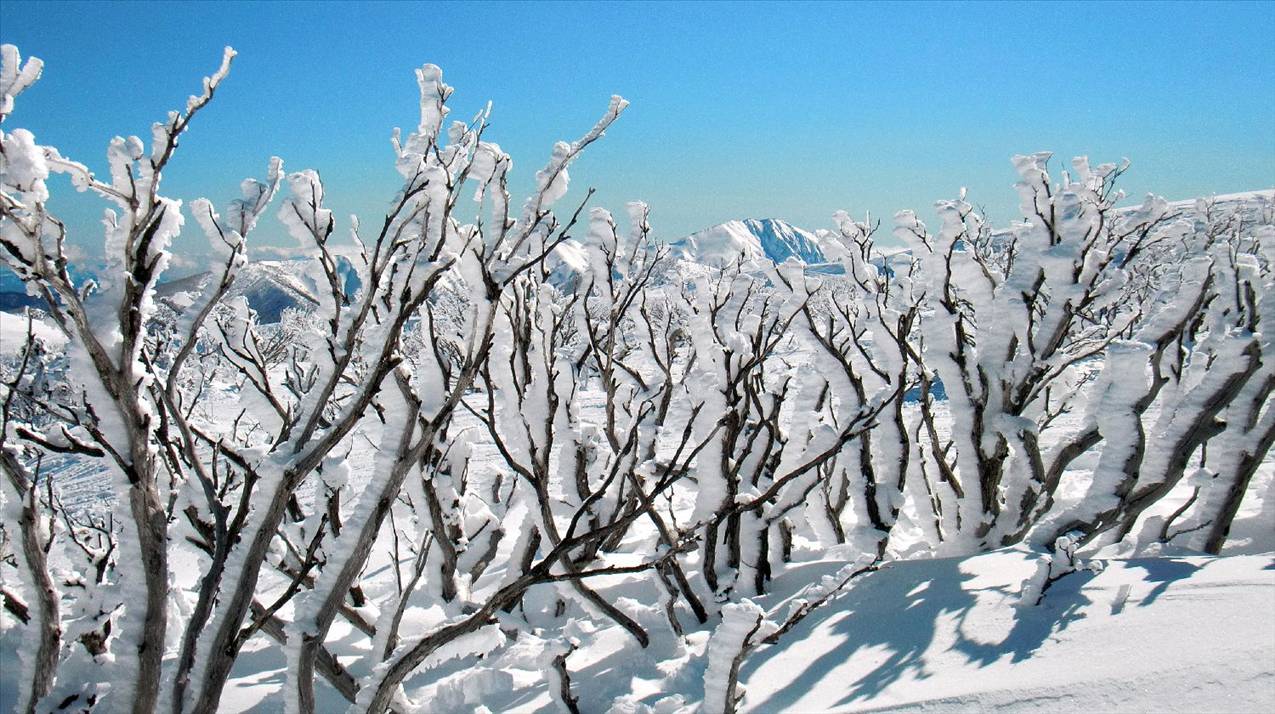 Mount Hotham at the Orchard