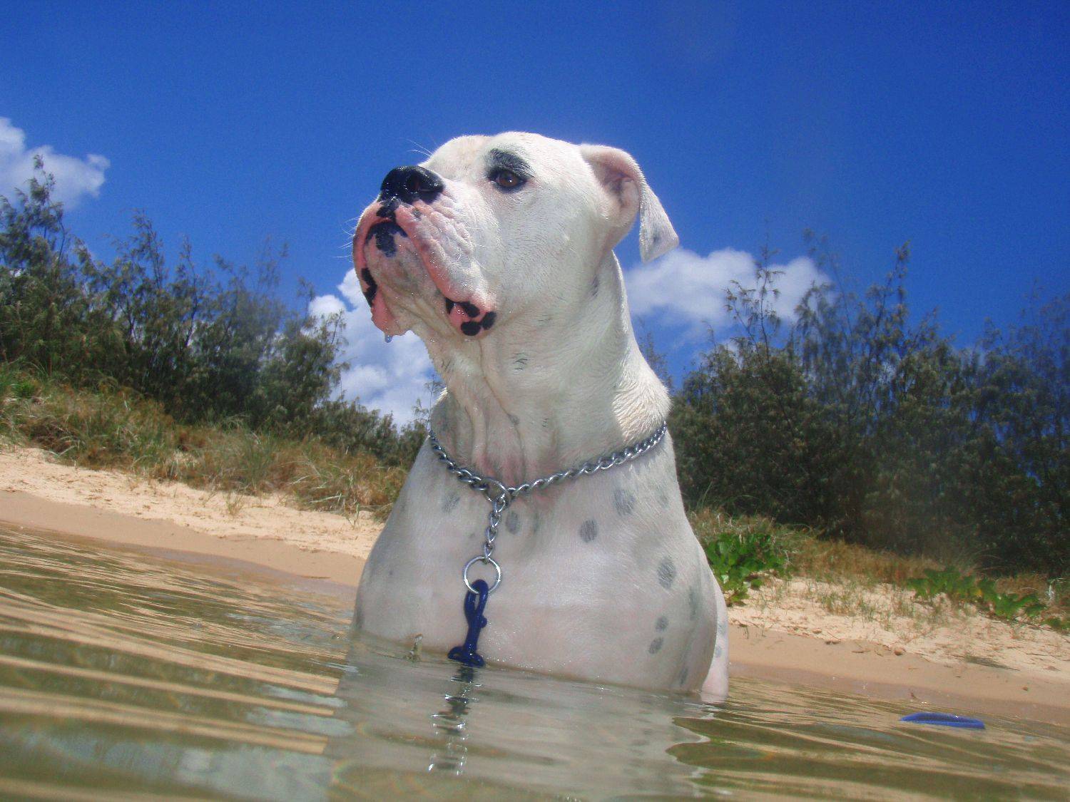 Sumo at the Sunshine Coast