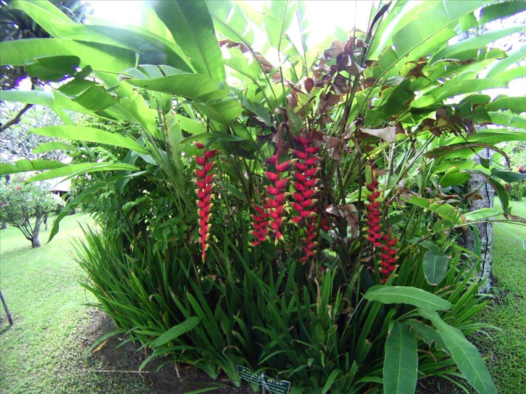 islands and bali 131